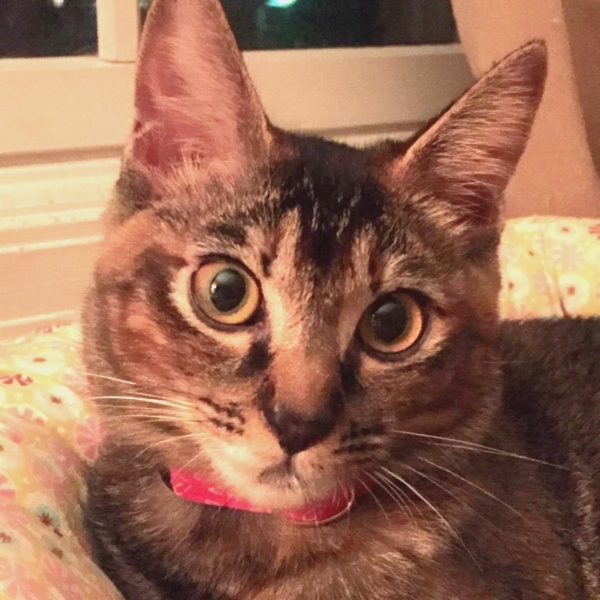 どんぐりまなこの きぃち 茨城県 猫の里親募集 ペットのおうち 月間利用者150万人