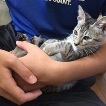 抱っこねこです