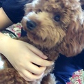 視力低いトイプードルちゃん☆ 里親募集