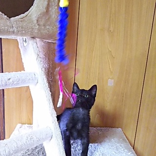 この子を新しい家族に迎えて下さい