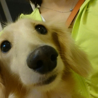 メロの家族になってただけませんか？