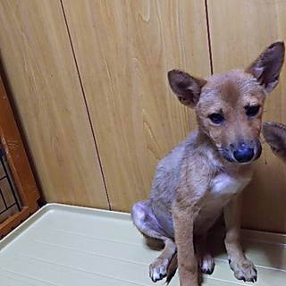 神戸に舞い降りた天使に一度お見合いに来て下さい。