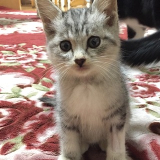 ふわふわイケメン君の里親様募集