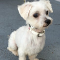 人が大好き！元気なマルチーズの男の子