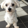 人が大好き！元気なマルチーズの男の子 サムネイル5