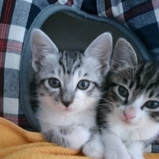 アメショ柄の姉妹