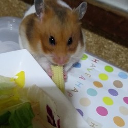 ヤングコーンを食べるモモちゃん