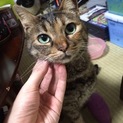 まきまきちゃん：交通事故にあった地域猫を保護
