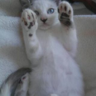 とっても可愛い子猫ちゃんです！