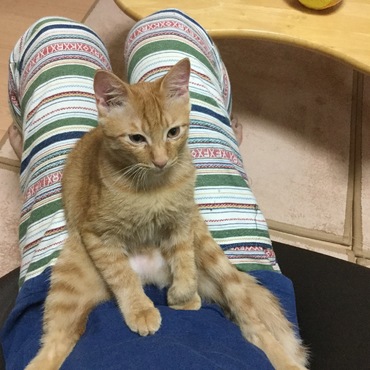 5ヶ月:チョコンと座ってる