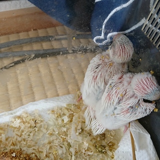 ご応募ありがとうございました。