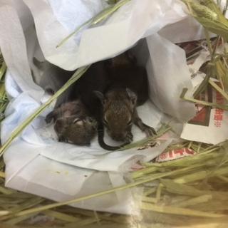 2回目の出産です。