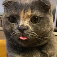 つみれ