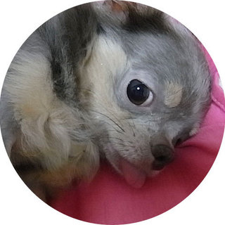 チワワ・女の子6才