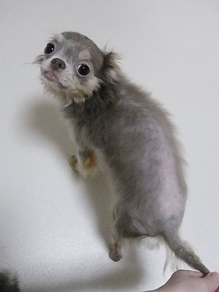 チワワ・女の子6才 サムネイル2