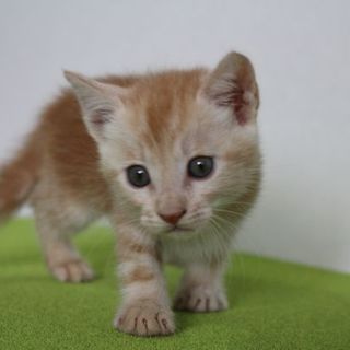 子猫の里親募集中です