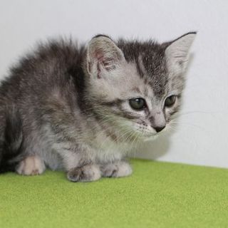 子猫の里親募集中です