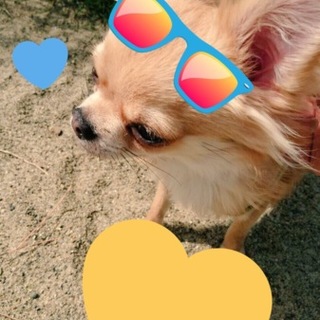 チワワ1歳♂❤︎トイレ◎宮城に迎え来れる方❤︎