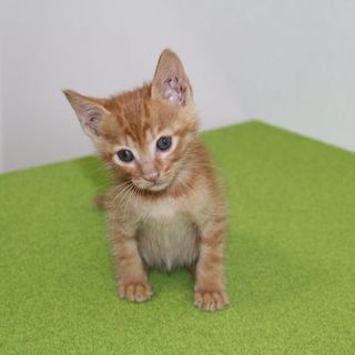 子猫の里親募集中です