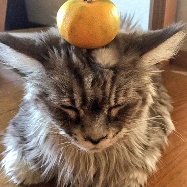 みかんとルナちゃん