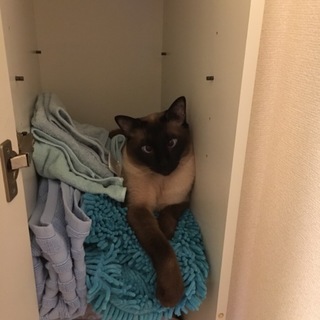 ♂トンキニーズの成猫ちゃん募集