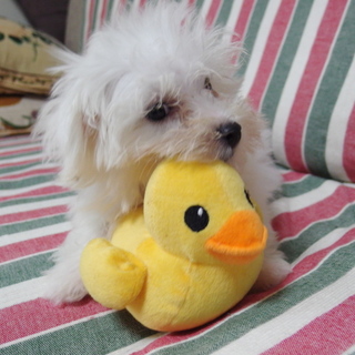 マルチーズの男の子（３ヶ月未満）