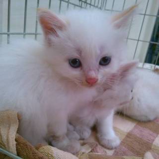 ふわふわ真っ白ちゃん