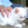 ふわふわ真っ白ちゃん サムネイル4