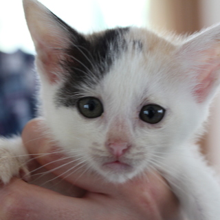 ４ヶ月白の多いパステル三毛ちゃん