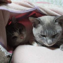 「らぶらぶ」サムネイル3