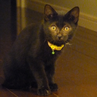 ぬいぐるみのような黒子猫