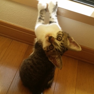 8月19日生まれの子猫