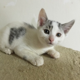 ハートマークが可愛い、甘えん坊の癒し系、シャア君