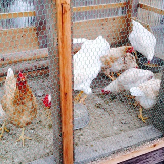 オス1羽、メス6羽のニワトリです！