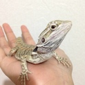 フトアゴヒゲトカゲの里親を募集します