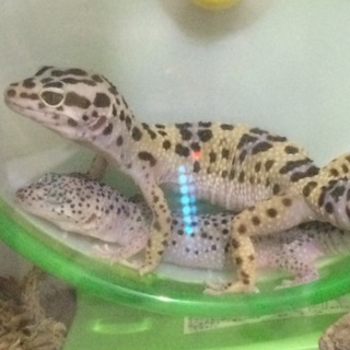 ヒョウモントカゲモドキ3匹の里親を募集します