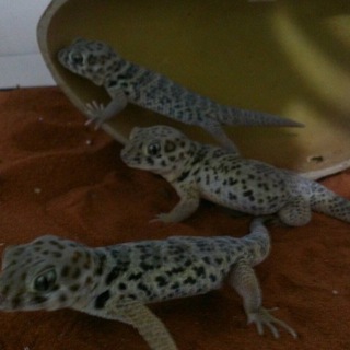 ロボロフスキースキンクヤモリ3匹里親募集です