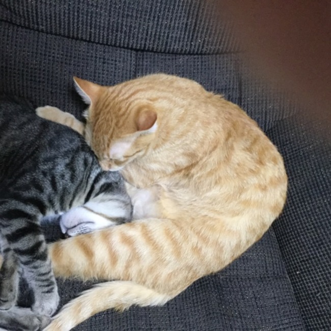 なおきち1ごうのカバー写真