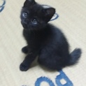 8月19日生まれの子猫