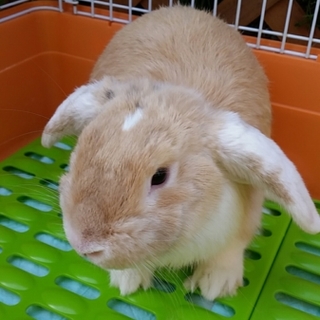 生後５ヶ月半ロップイヤーの里親募集です。