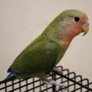 コザクラインコ里親募集（里親決定しました）