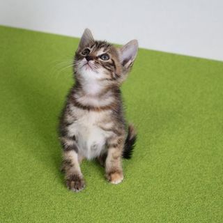 子猫の里親募集中です