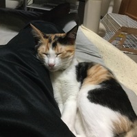ミーちゃん