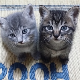 8月19日生まれの子猫