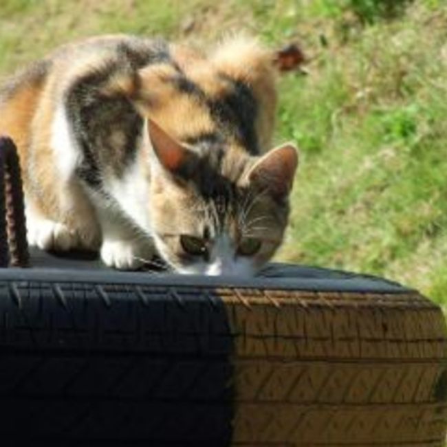 カコガワcatのカバー写真