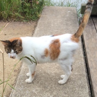 皮膚炎を患っている野良三毛さんに救いの手を