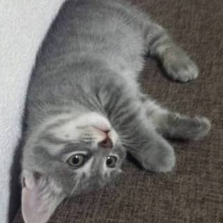 8月19日生まれの子猫