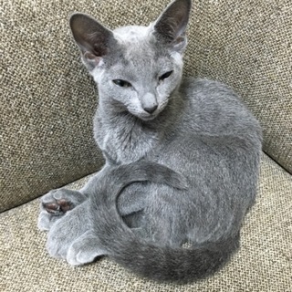 ロシアンブルーの女の子です