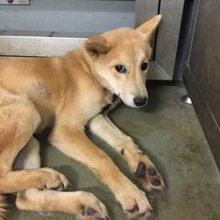 怖がり固まりっ子のひかるちゃん