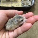 9月29日生まれロボロフスキーハムスターの赤ちゃん